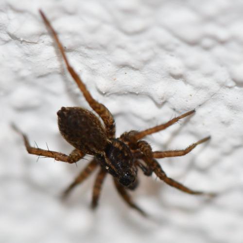 Pardosa sp.